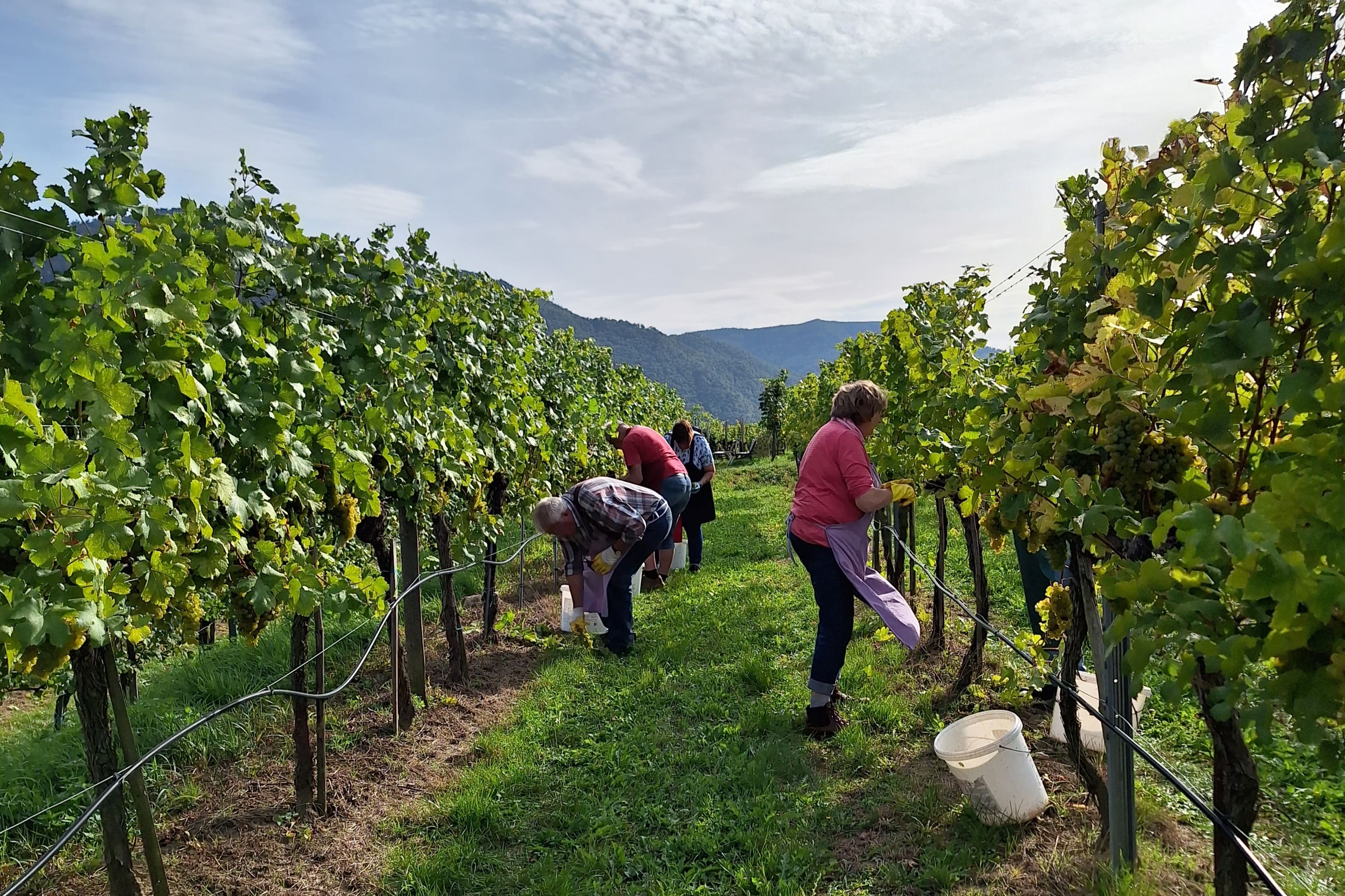 Bild Weingartenreihe