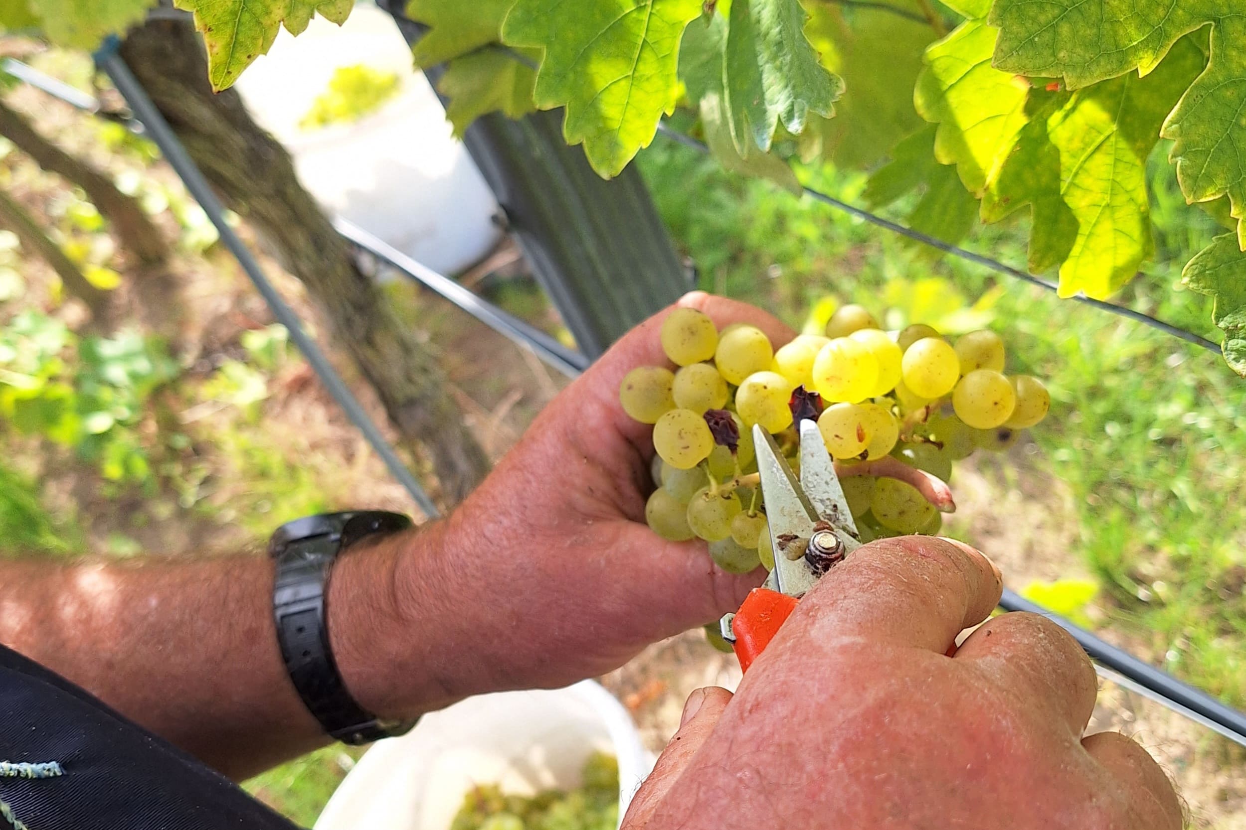 Bild Trauben ausputzen