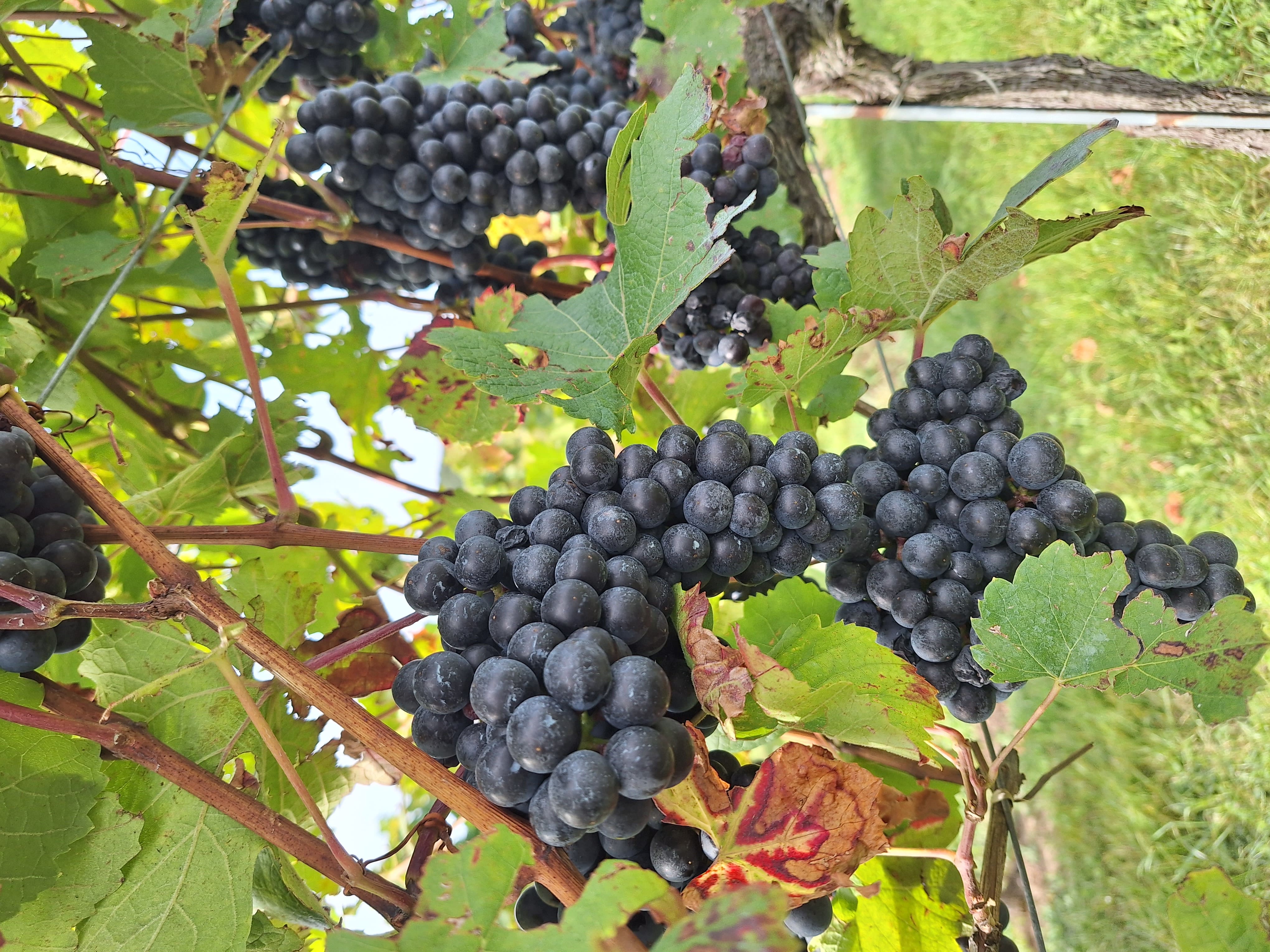 Bild einer Traube kanpp vor der Ernte