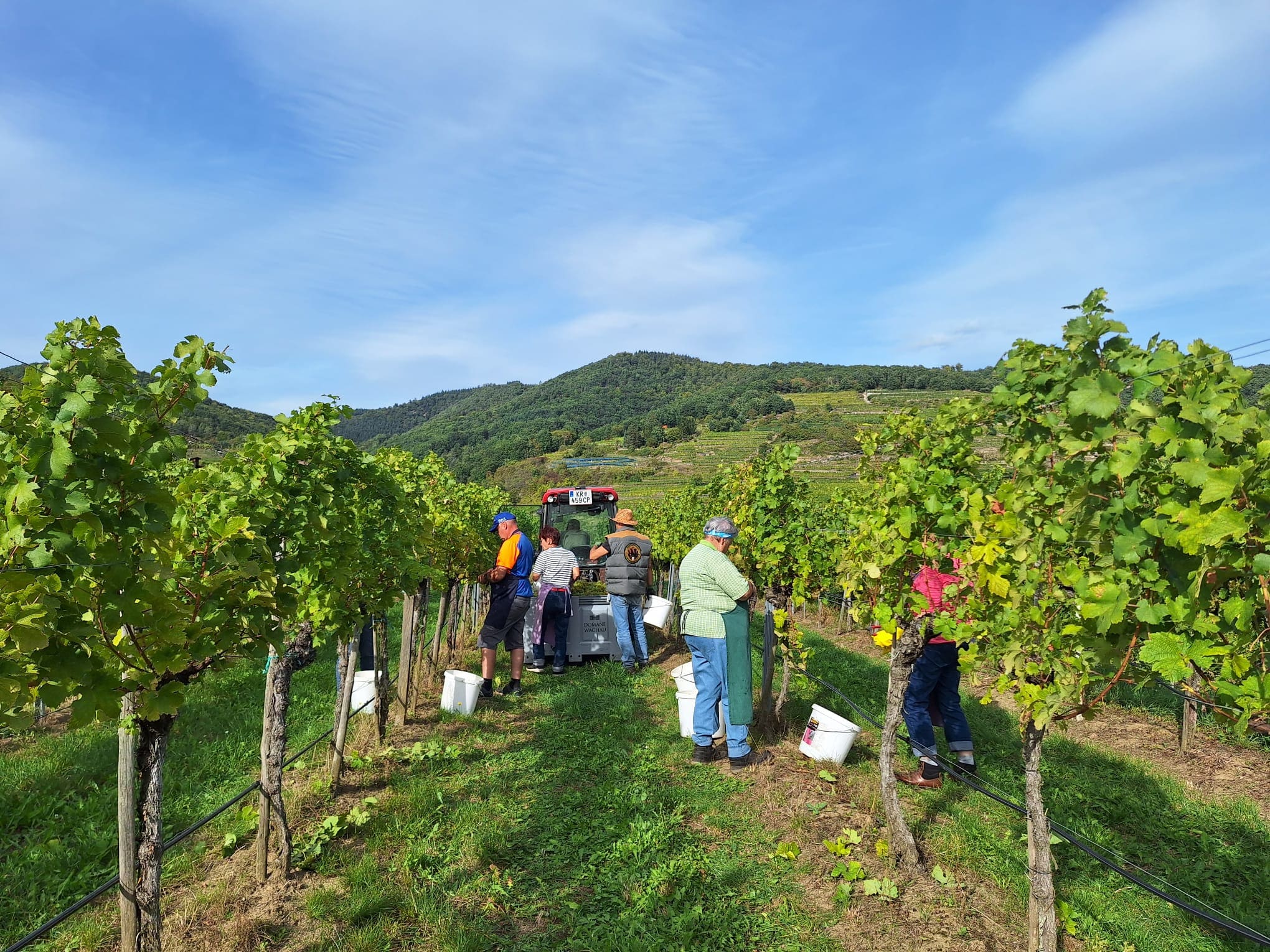 Weingarten in Riede Hinter-Seiber