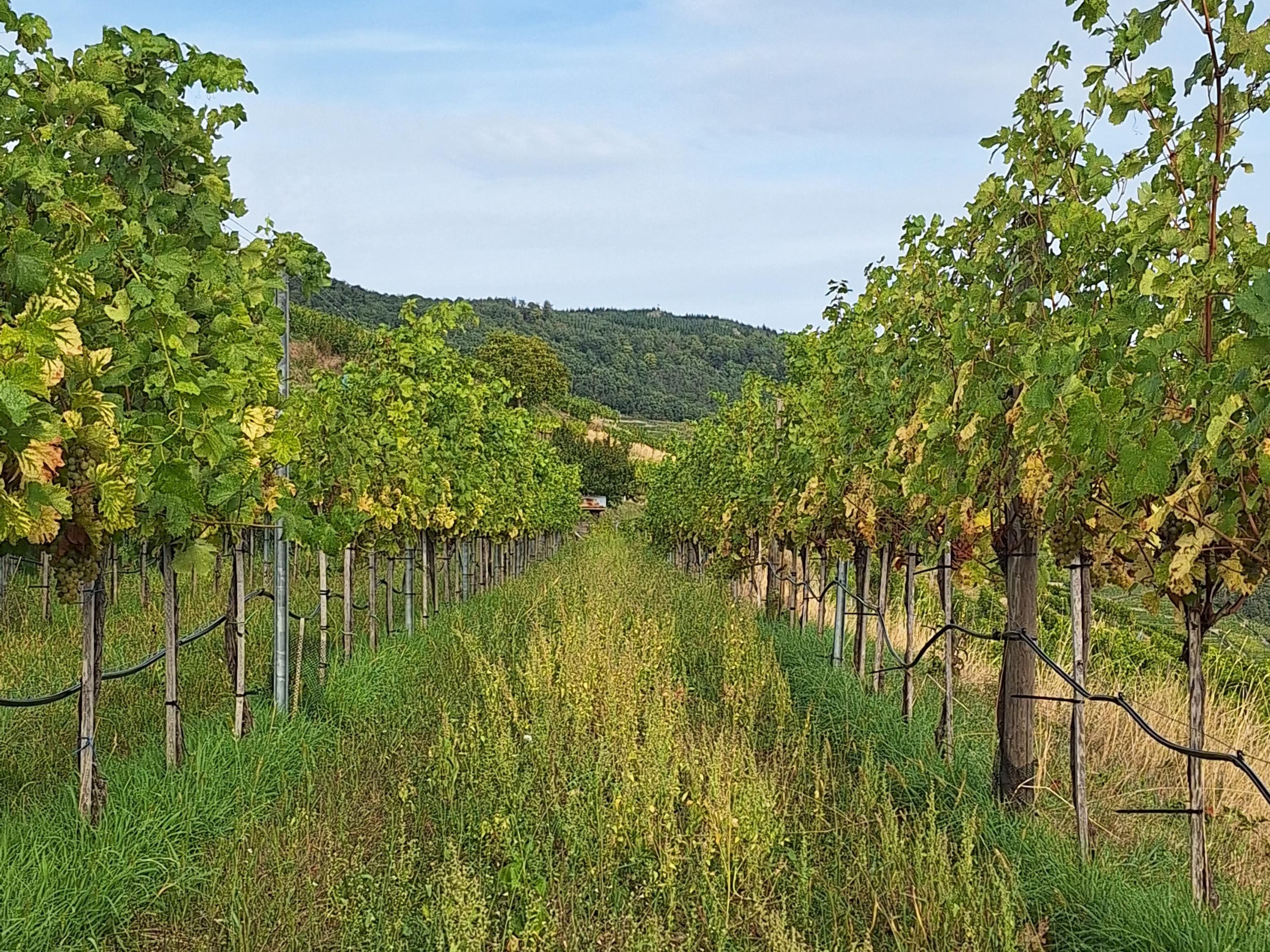Weingarten in Riede Klaus