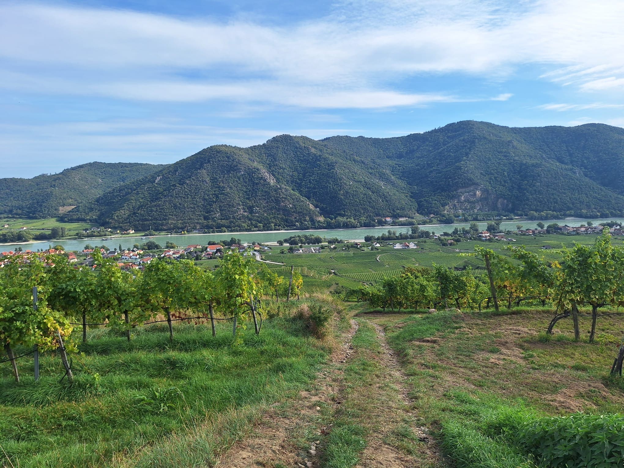 Weingarten in Riede Ritzling