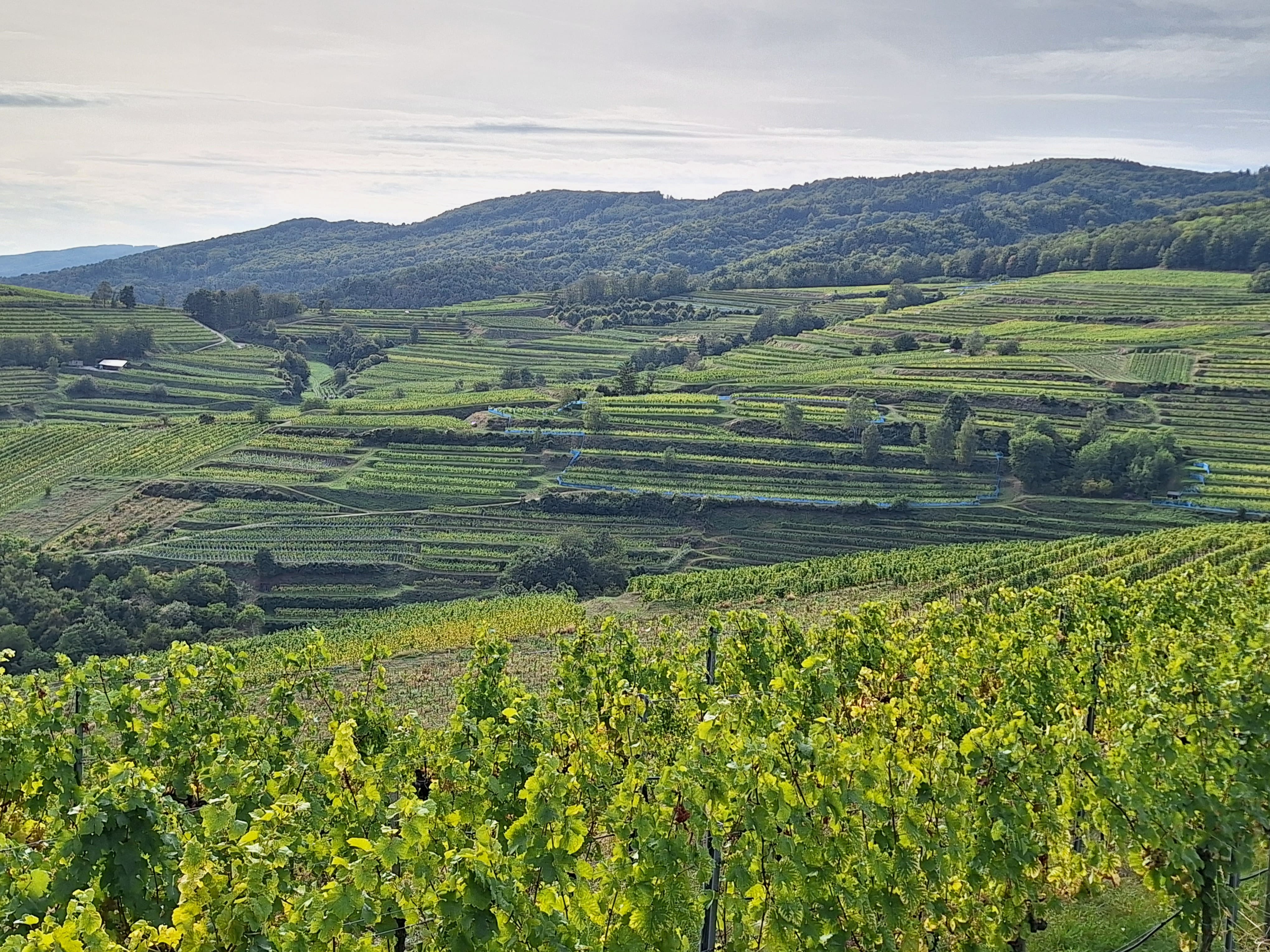 Weingarten in Riede Steinriegel