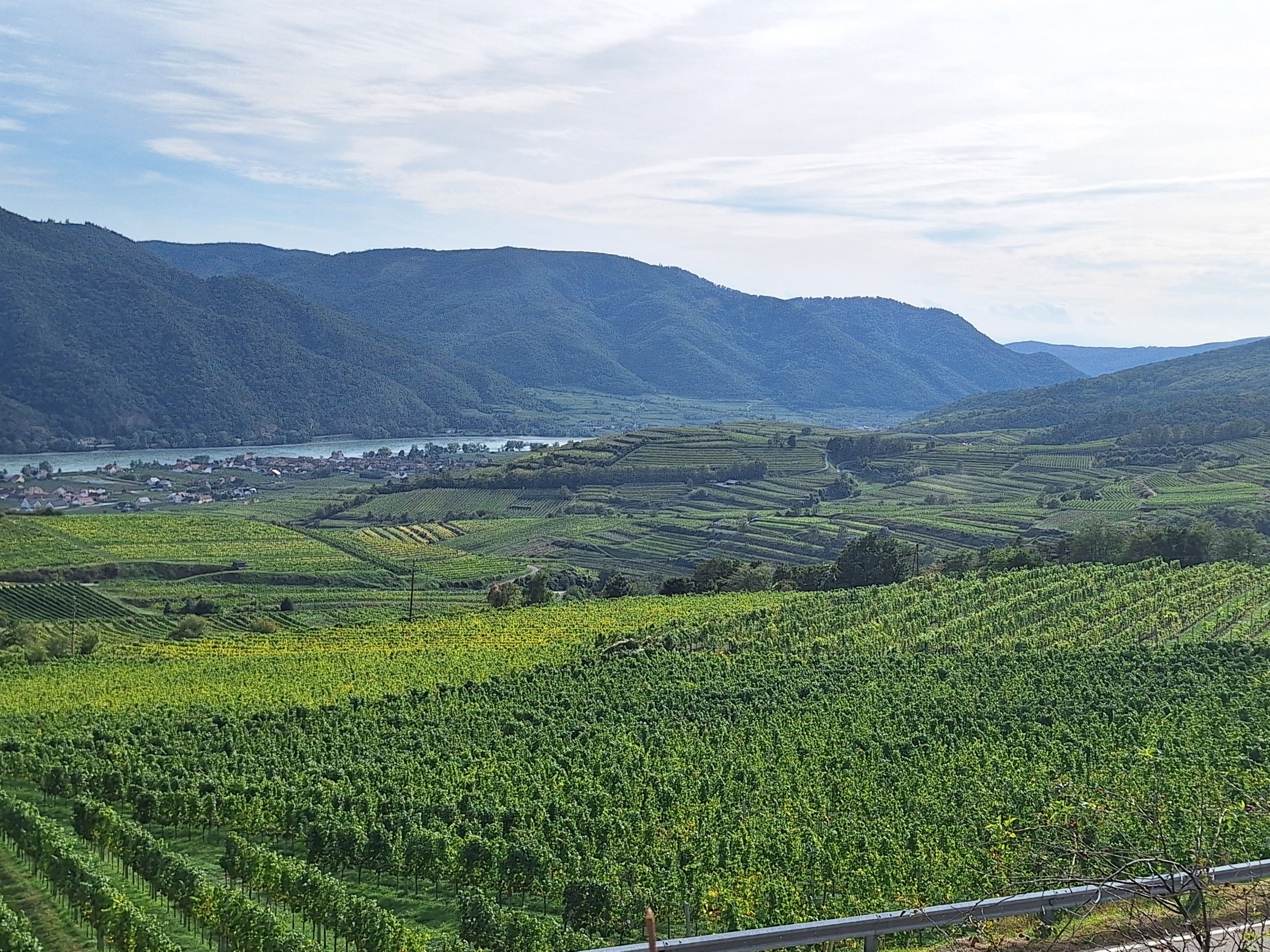 Weingarten in Riede Weitenberg